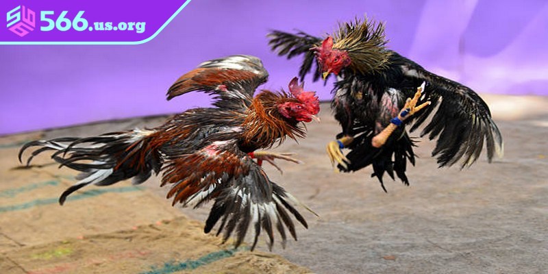 Đá gà 12 con giáp là phương pháp chọn ngày thi đấu dựa vào 12 con giáp