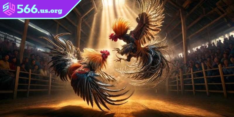 Cách xem chuẩn không cần chỉnh là xác định tuổi của chủ kê, gà chiến