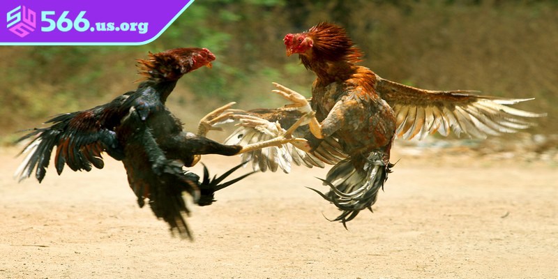 Sảnh cược đá gà sở hữu nhiều ưu điểm vượt trội, thu hút đông đảo cược thủ