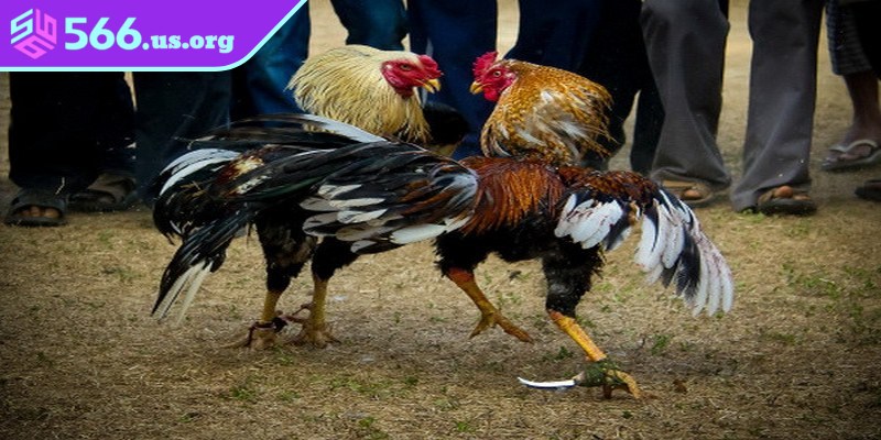 Điểm danh các sản phẩm cá cược tại sảnh đá gà