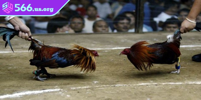 Đá gà cựa tròn luôn giữ vị thế riêng trong lòng các tay chơi hiện nay