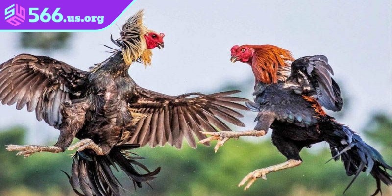 Bật mí cách chọn chiến kê chơi đấu gà cựa tròn hay