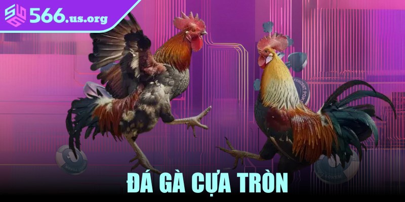 Đá Gà Cựa Tròn