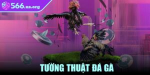 Tường Thuật Đá Gà